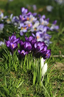 Flowering Plants In Germany Drucke: Charming crocuses (Crocus) announce spring