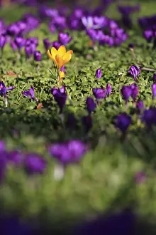 Early Bloomer Plant Drucke: Charming crocuses (Crocus) announce spring