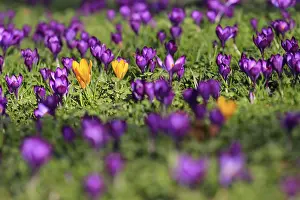 Crocus Flower Drucke: Charming crocuses (Crocus) announce spring