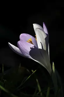 Early Spring Bloomers Drucke: Charming crocuses (Crocus) announce spring