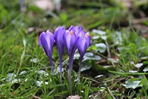 Crocus Flower Drucke: Charming crocuses (Crocus) announce spring