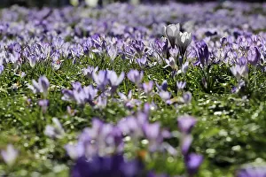 Charming Crocuses Drucke: Charming crocuses (Crocus) announce spring