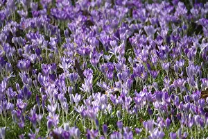 Early Flowering Plants Drucke: Charming crocuses (Crocus) announce spring