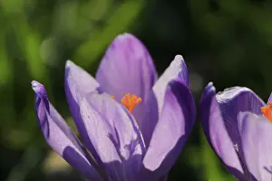 Vernal Flowering Plant Drucke: Charming crocuses (Crocus) announce spring