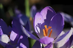 Central Europe Blooms Drucke: Charming crocuses (Crocus) announce spring