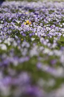 Early Flowering Plants Drucke: Charming crocuses (Crocus) announce spring