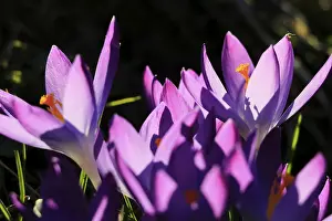 Early Flowering Plants Drucke: Charming crocuses (Crocus) announce spring