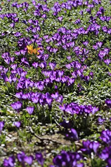 Early Spring Bloomers Drucke: Charming crocuses (Crocus) announce spring