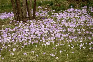 Crocus Flower Drucke: Charming crocuses (Crocus) announce spring