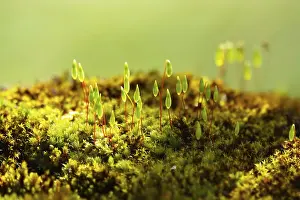 Overgrown With Moss Images Drucke: Charming mosses and lichens, spring, Germany