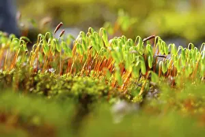 Moss Covered Germany Drucke: Charming mosses and lichens, spring, Germany