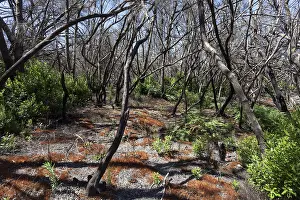Uninhabited Natural Preserve Drucke: Charred tree trunks, remains of the forest fire in August 2012