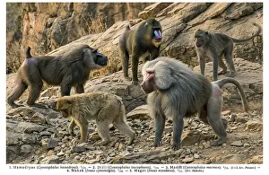 Drucke von Chartmischlinge, Mandrill (Mandrillus sphinx), Drill (Mandrillus leucophaeus), Barbarabarake (Macaca sylvanus), auch Magot genannt, Mäuseaffen (Macaca), Tierreich, Tierwelt, wildes Tier, Lebensraum Mandrill Drucke: Chart-Monkeys, Mandrill (Mandrillus sphinx)