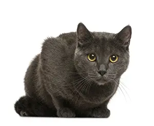 Longhaired Cat Breed Drucke: Chartreux in front of white background