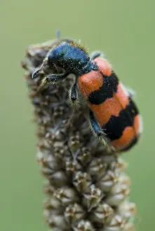 Drucke von Gefleckter Bienenkäfer (Trichodes apiarius), Tirol, Österreich, Europa Schachbrettkäfer Drucke: Gefleckter Bienenkäfer (Trichodes apiarius)