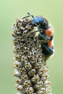 Drucke von Buntgestreifter Bienenkäfer (Trichodes apiarius), Gertrude Messners Kräutergarten, Brandenberg, Tirol, Österreich, Europa Buntgestreifter Bienenkäfer (Trichodes apiarius) Schachbrettkäfer Drucke: Gefleckter Blumenkäfer (Trichodes apiarius)
