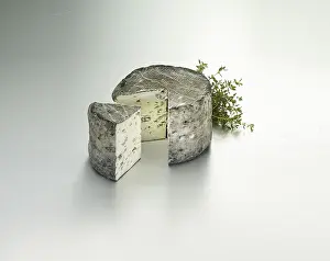 Bright Studio Environment Drucke: Cheese on a light background, decorated with thyme