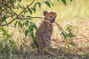 Ein Cheetah-Küken beißt einen grünen Zweig an einem Busch im Schatten auf der Savanne.