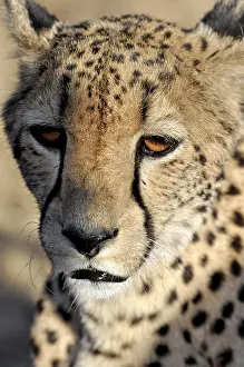 Drucke von Cheetah Head Gepard Drucke: Cheetah Head