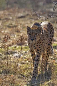 Feliformia Species Drucke: Cheetah in the wild