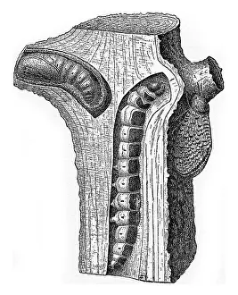 Vintage Styled Representation Drucke: Chenille and puppe of Cossus ligniperda