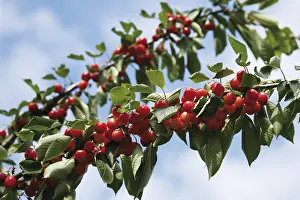Nature Flora Drucke: Cherries on a branch