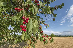 Alsace France Landscape Drucke: Cherries on cherry tree at beginning of June