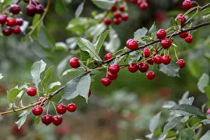 Stone Fruit Nutrition Drucke: Cherries on a cherry tree, Mosbach