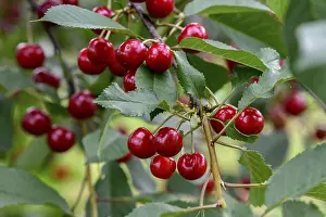 Stone Fruit Nutrition Drucke: Cherries on a cherry tree, Mosbach