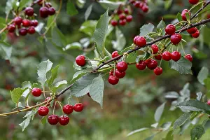 Stone Fruit Nutrition Drucke: Cherries on a cherry tree, Mosbach
