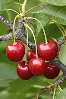 Fresh Cherries Drucke: Cherries Regina on the tree
