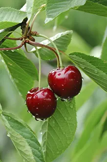 Fresh Cherries Drucke: Cherries Regina on the tree