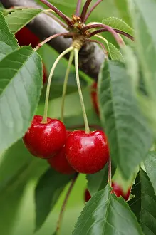 Cherry Tree Drucke: Cherries on the tree