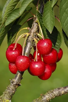 Cherry Tree Drucke: Cherries on the tree