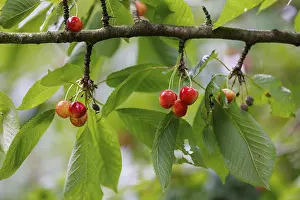 Deserted Cherry Tree Drucke: Cherries on a tree, Germany