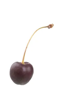Stone Fruit Nutrition Drucke: Cherry, bird cherry variety