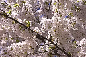 Cherry Blossom Close Up Drucke: Cherry blossom