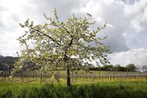 Cherry Blossom Drucke: Cherry blossom