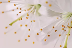 Cherry Blossom Drucke: Cherry blossom