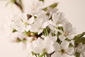 Cherry Blossom Season Drucke: Cherry blossom