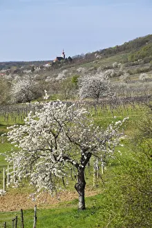 Cultivated Landscape Photography Drucke: Cherry blossom, cherry trees in bloom