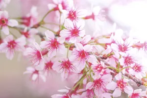 Deciduous Fruit Tree Bloom Drucke: Cherry Blossom in spring with soft focus