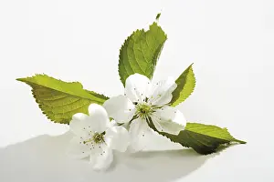 Cherry Blossom Season Drucke: Cherry blossoms