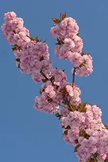 Nature Botany Images Drucke: Cherry Blossoms