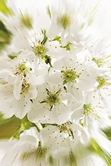 Cherry Blossom Close Up Drucke: Cherry blossoms