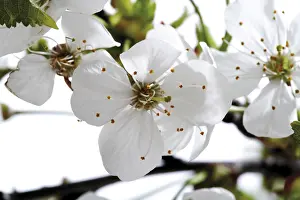 Cherry Blossom Inflorescence Drucke: Cherry blossoms