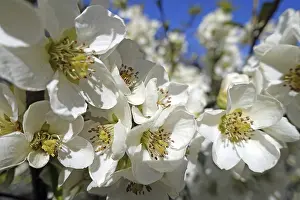 Springtime Blooms Drucke: Cherry blossoms