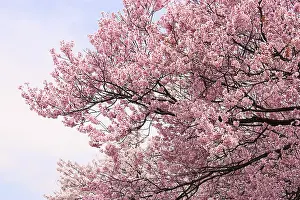 Fruit Tree Photography Drucke: Cherry blossoms, cherry tree, cherry blossoms