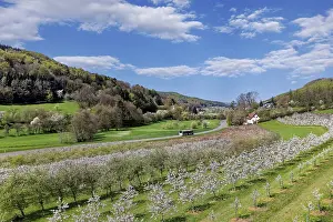 Cherry Blossoms Germany Drucke: Cherry blossoms, cherry trees, spring