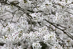 White Cherry Blossoms Drucke: Cherry blossoms, Germany